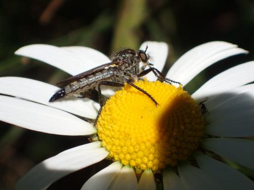 Didysmachus picipes