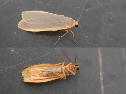 Eilema lurideola