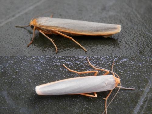 Eilema complana