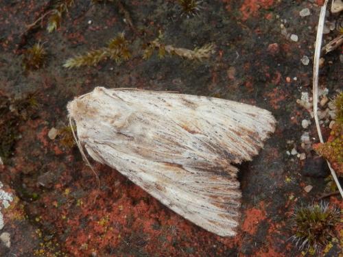 Réf. 222 747 : Apamea lithoxylaea