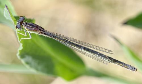 Ischnura pumilio