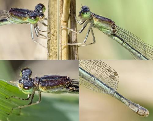 Ischnura pumilio