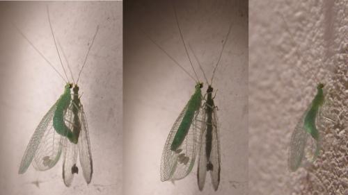 Dichochrysa sp.
