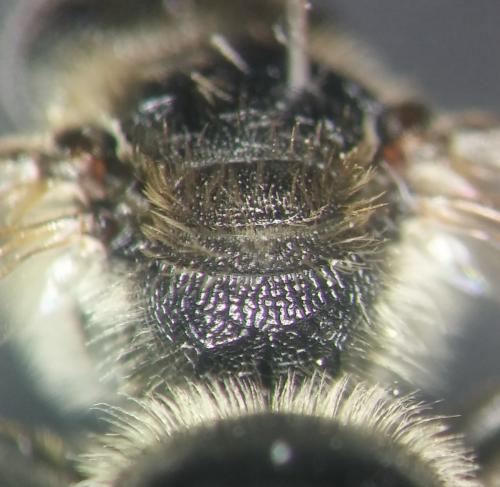 Lasioglossum leucozonium