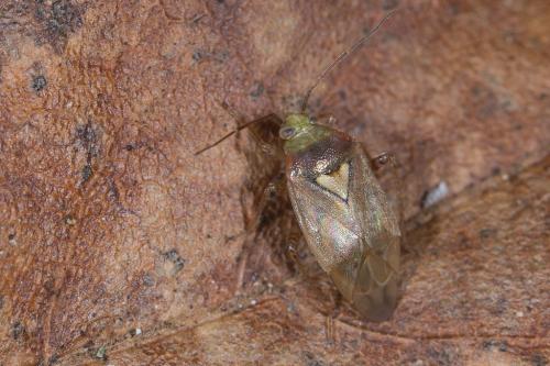 Lygus rugulipennis