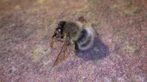 Anthophora plumipes