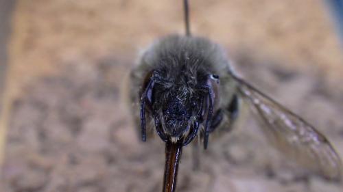 Anthophora plumipes