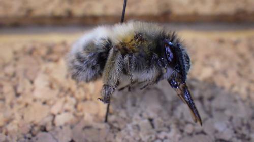 Anthophora plumipes
