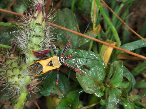 Hediocoris tibialis