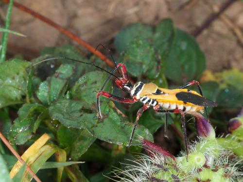 Hediocoris tibialis