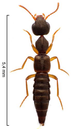 Rugilus erichsonii