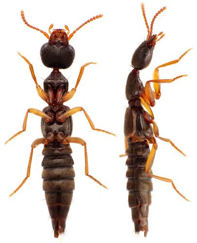 Réf. 222 124 : Rugilus erichsonii