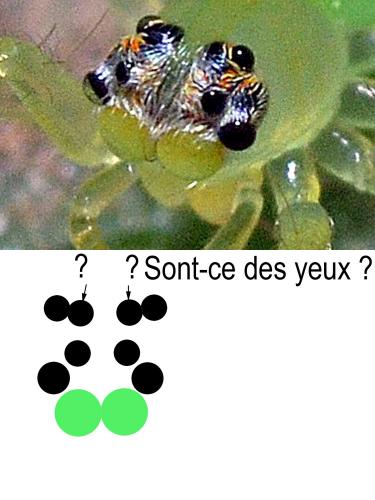 Indéterminé