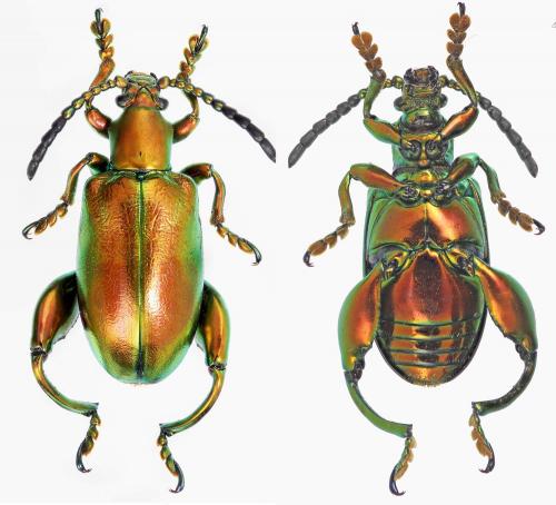 Sagra carbunculus