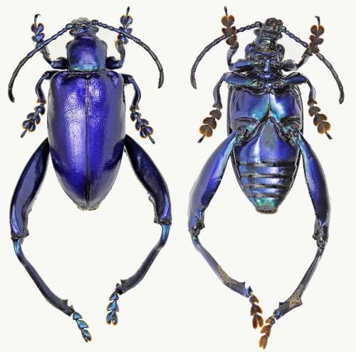 Sagra femorata