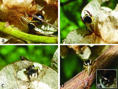 Réf. 222 346 : Cynapes lineatus