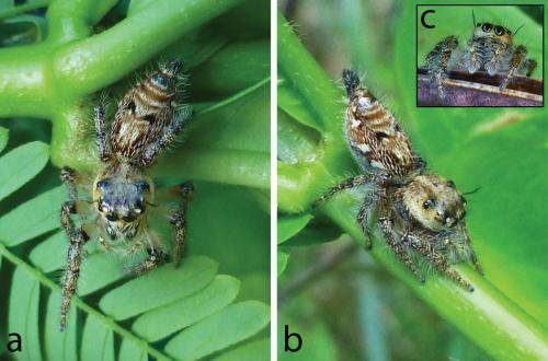 Réf. 222 348 : Hyllus sp.