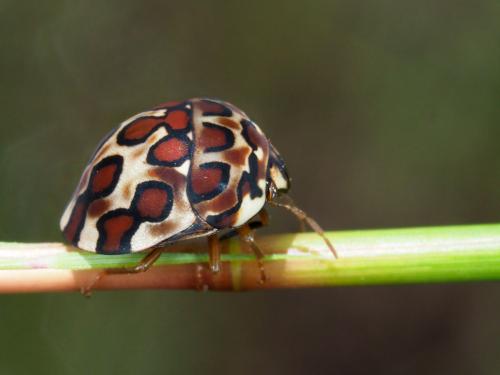 Réf. 222 457 : Sphaerocoris testudogrisea