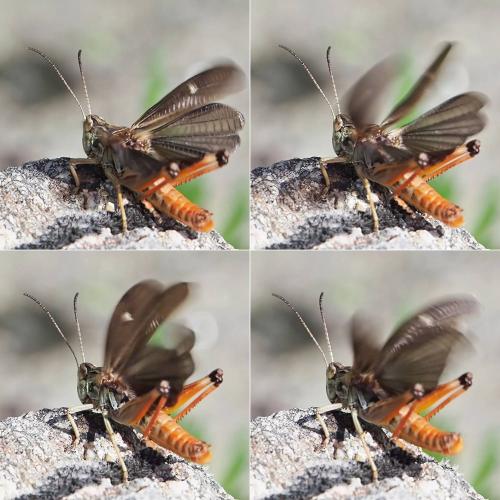Stenobothrus rubicundulus
