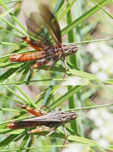 Stenobothrus rubicundulus