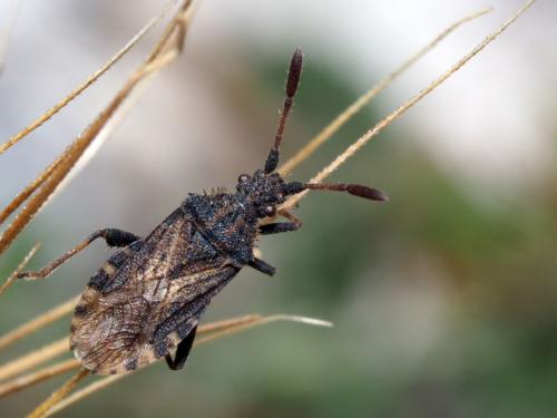 Réf. 222 609 : Strobilotoma typhaecornis