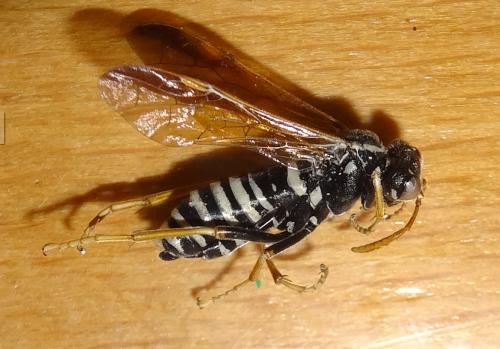 Tenthredo scrophulariae