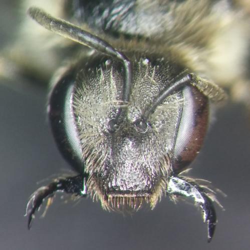 Lasioglossum leucozonium
