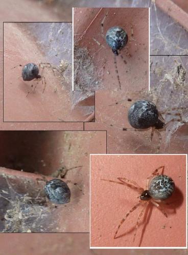 Parasteatoda tepidariorum