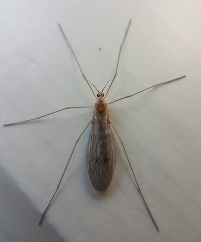 Trichocera annulata