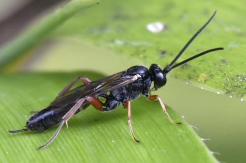 Réf. 222 350 : Campopleginae inconnu
