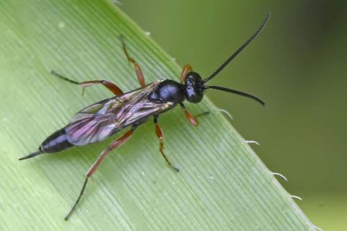 Réf. 222 351 : Campopleginae inconnu