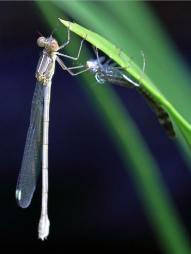 Chalcolestes viridis