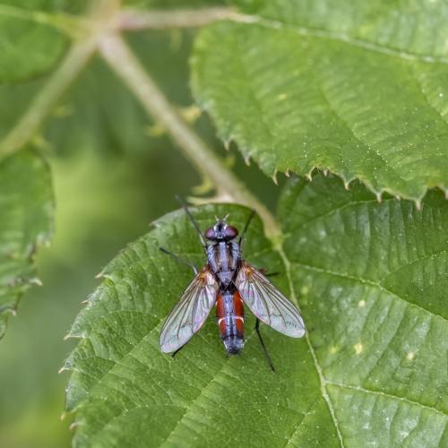 Réf. 222 957 : Mintho rufiventris