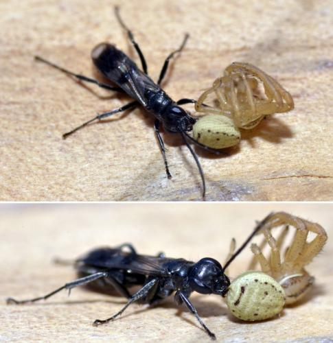 Réf. 222 536 : Dipogon sp.