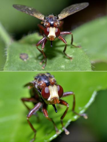Réf. 222 172 : Sicus ferrugineus