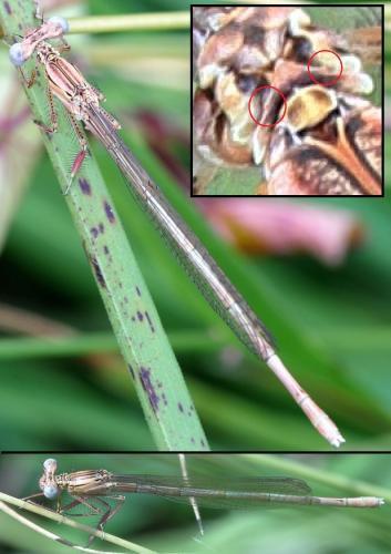 Réf. 222 570 : Platycnemis latipes