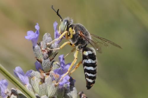 Bembix sinuata