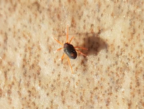 Penthaleus sp.