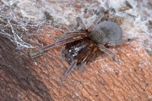 Amaurobius sp.