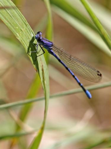 Réf. 222 176 : Argia emma