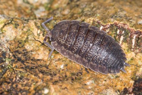 Réf. 222 186 : Porcellio scaber