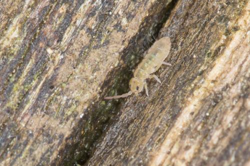 Isotomurus sp.