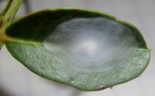 Conwentzia sp.