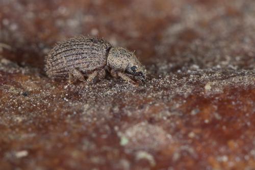 Réf. 222 577 : Brachysomus hirtus
