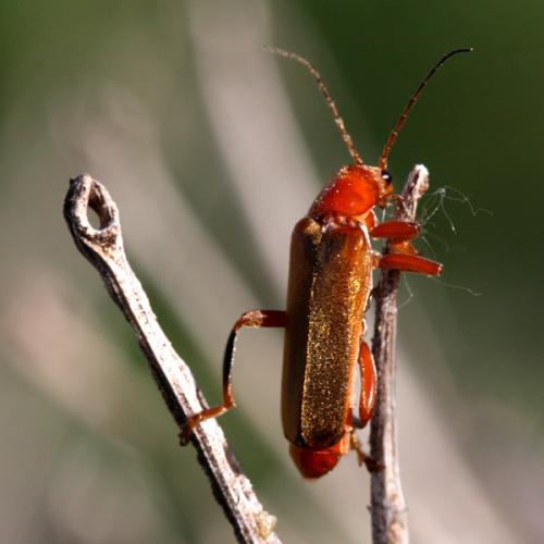 Réf. 222 740 : Cantharis livida