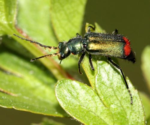Malachius bipustulatus