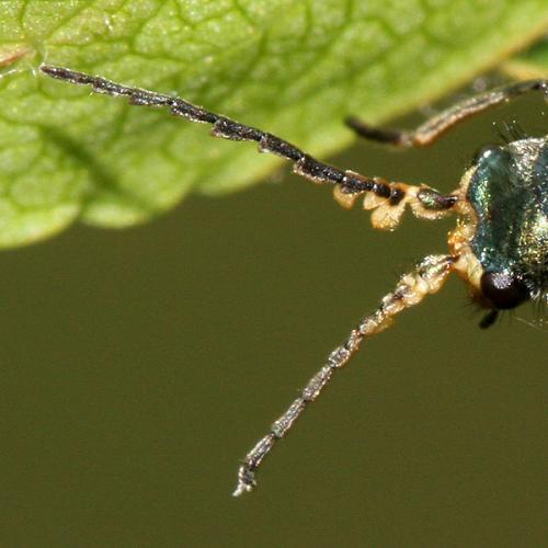 Malachius bipustulatus
