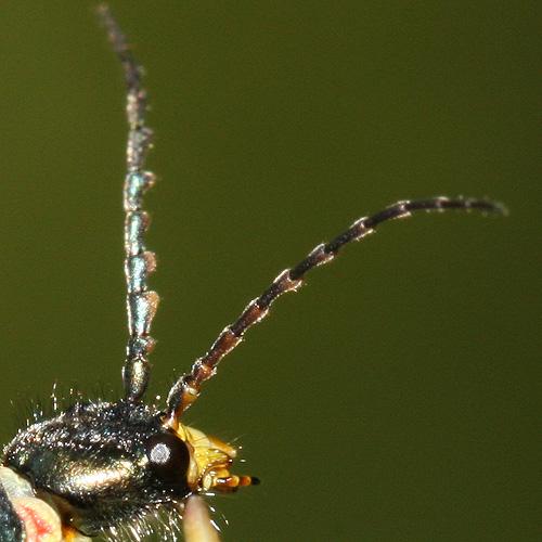 Réf. 222 582 : Clanoptilus arnaizi