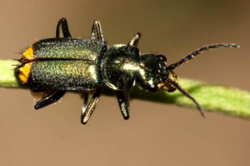 Clanoptilus arnaizi