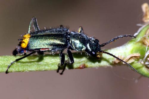Réf. 222 583 : Clanoptilus arnaizi